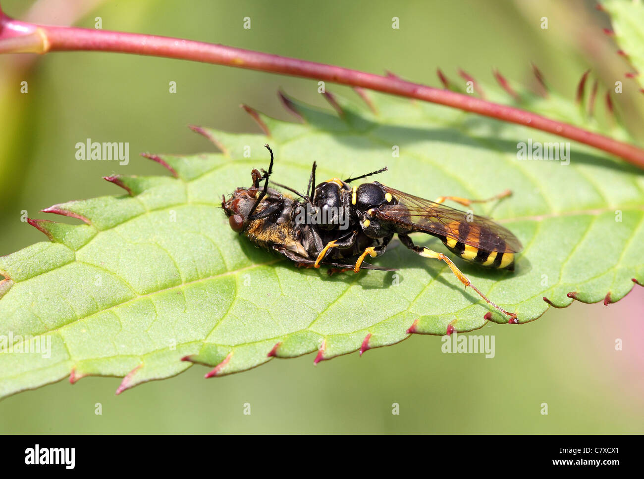 Mellinus Arvensis La chasse une mouche Banque D'Images