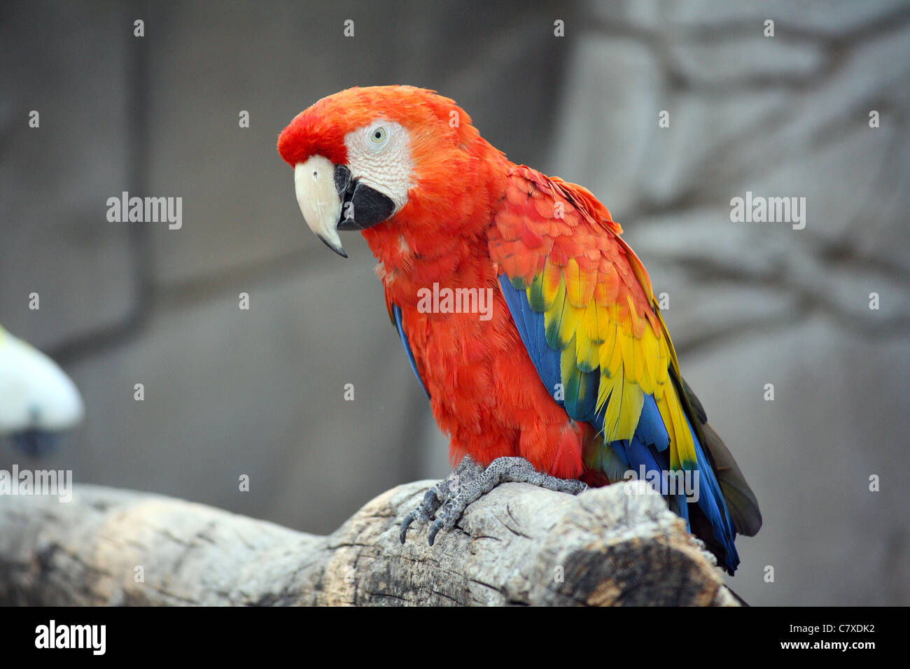 L'ara rouge (Ara macao), un gros macaw, originaire de forêts sempervirentes humides de l'Amérique tropicale Banque D'Images