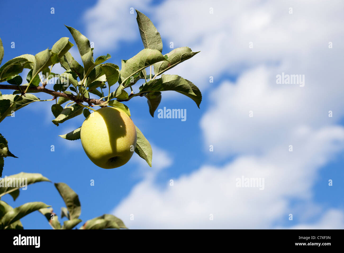 Pomme Golden delicious sur une branche contre un ciel bleu avec des nuages Banque D'Images