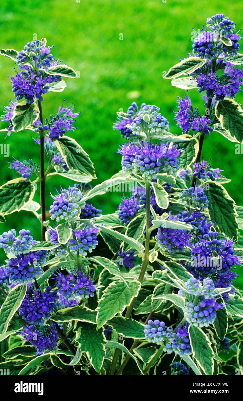Caryopteris x clandonensis 'White Surprise' feuille feuilles panachées jardin plantes fleurs fleur bleu Banque D'Images