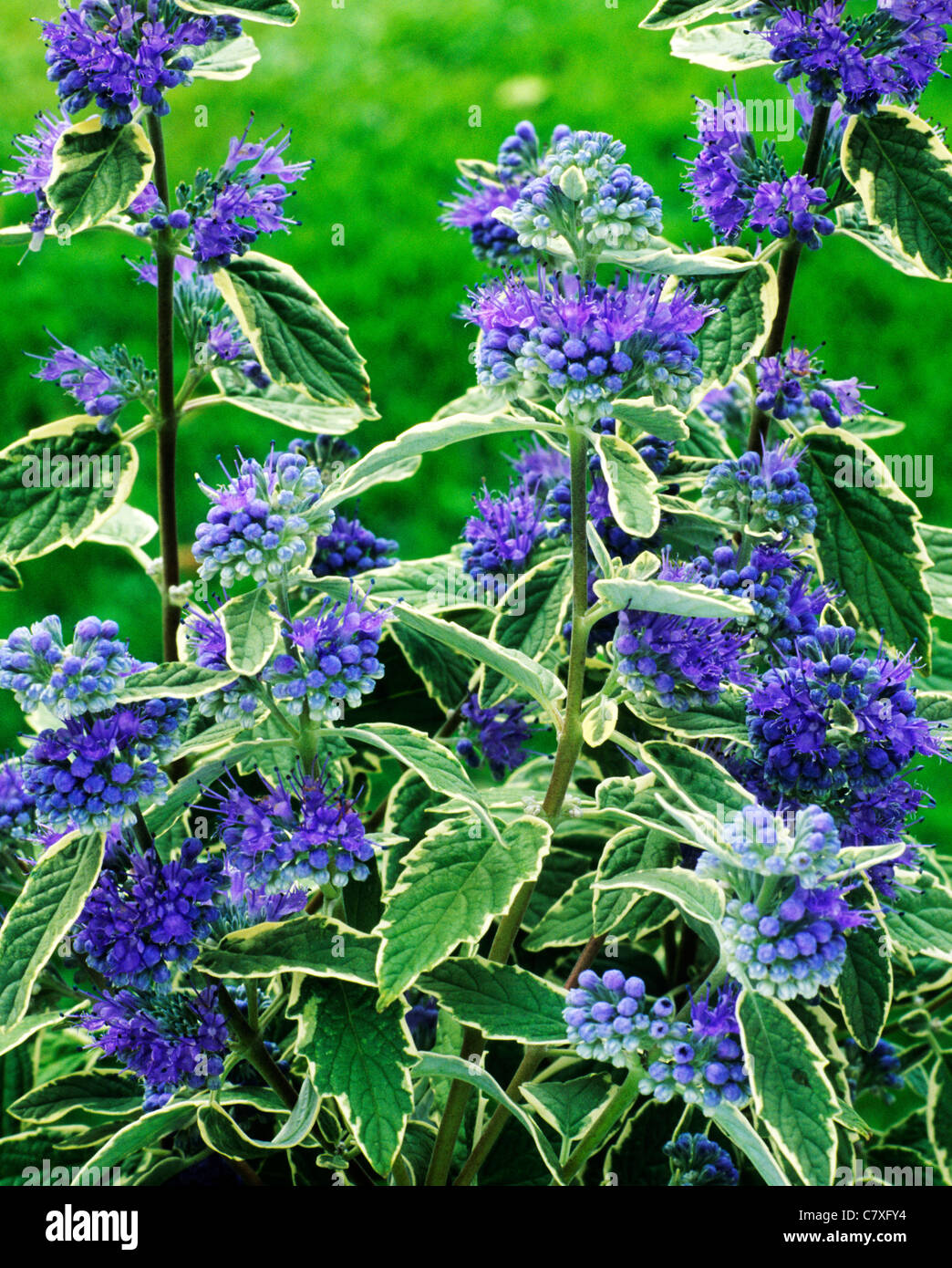Caryopteris x clandonensis 'White Surprise' feuille feuilles panachées jardin plantes fleurs fleur bleu Banque D'Images