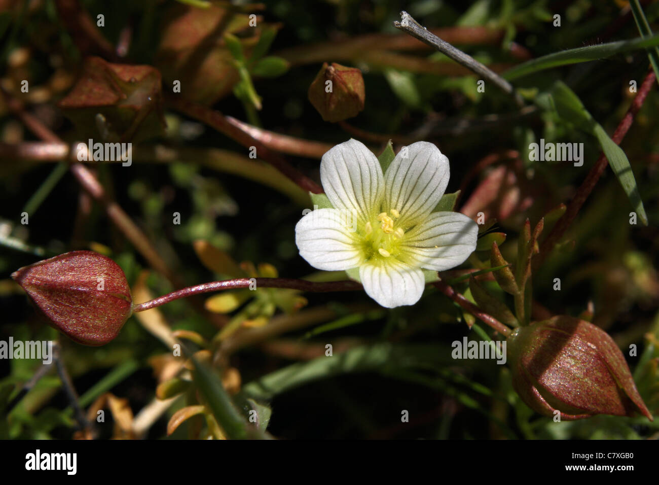 Close up of Dwarf Macoun (Limnanthes floccosa ssp. pumila) Banque D'Images
