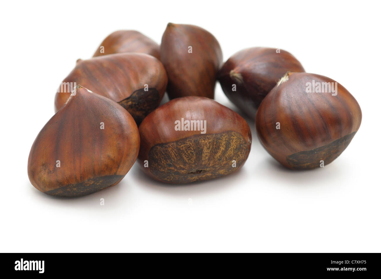 Les châtaignes, Castanea Banque D'Images