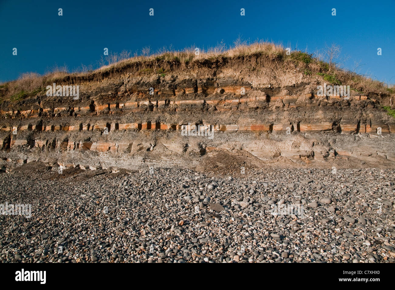 Vue d'un affleurement de schiste à Kimmeridge Bay, Dorset, UK Banque D'Images