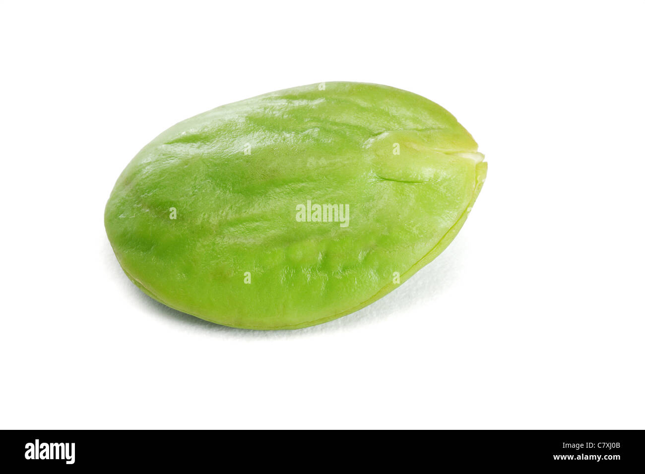 Haricot comestible puant tropical sur fond blanc (Parkia speciosa) Banque D'Images