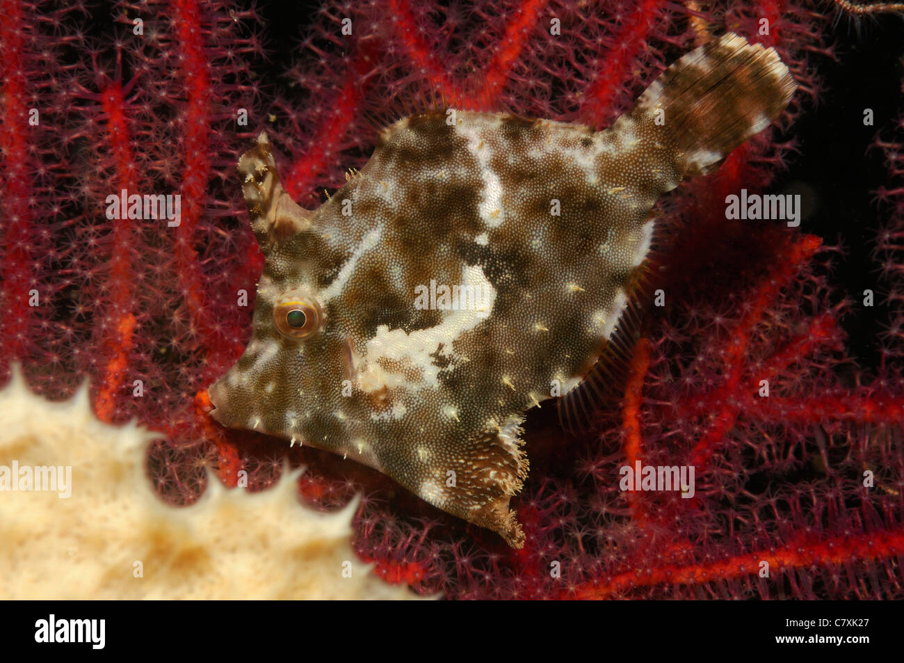 Dans les récifs coralliens, des balistes Acreichthys hajam, Détroit de Lembeh, Sulawesi, Indonésie Banque D'Images