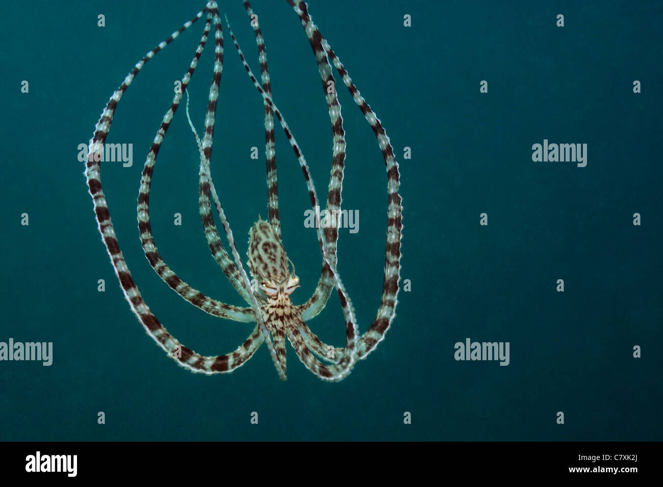 Thaumoctopus mimicus Mimic Octopus, le Détroit de Lembeh, Sulawesi, Indonésie Banque D'Images