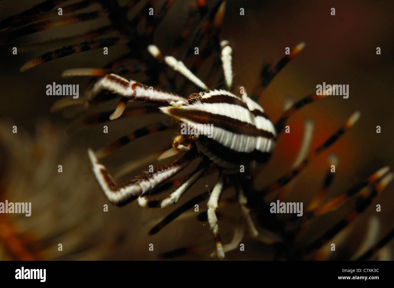 Le homard dans l'accroupissement, Allogalathea elegans crinoïde, Détroit de Lembeh, Sulawesi, Indonésie Banque D'Images