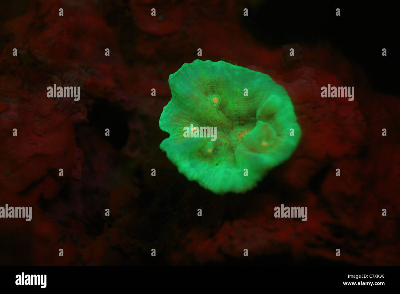 La fluorescence des coraux, Micronésie, Palau Banque D'Images