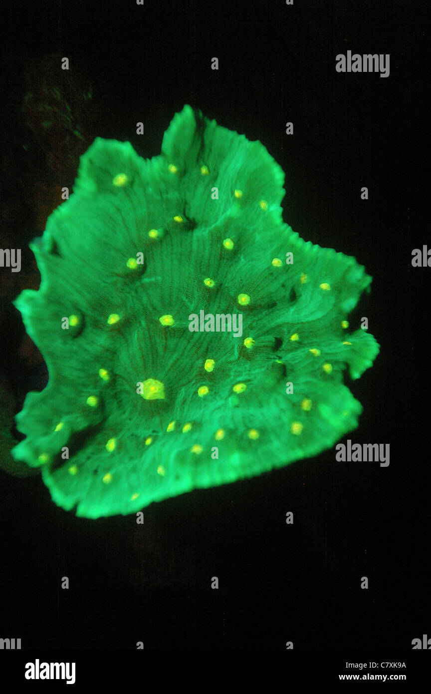 La fluorescence des coraux, Micronésie, Palau Banque D'Images