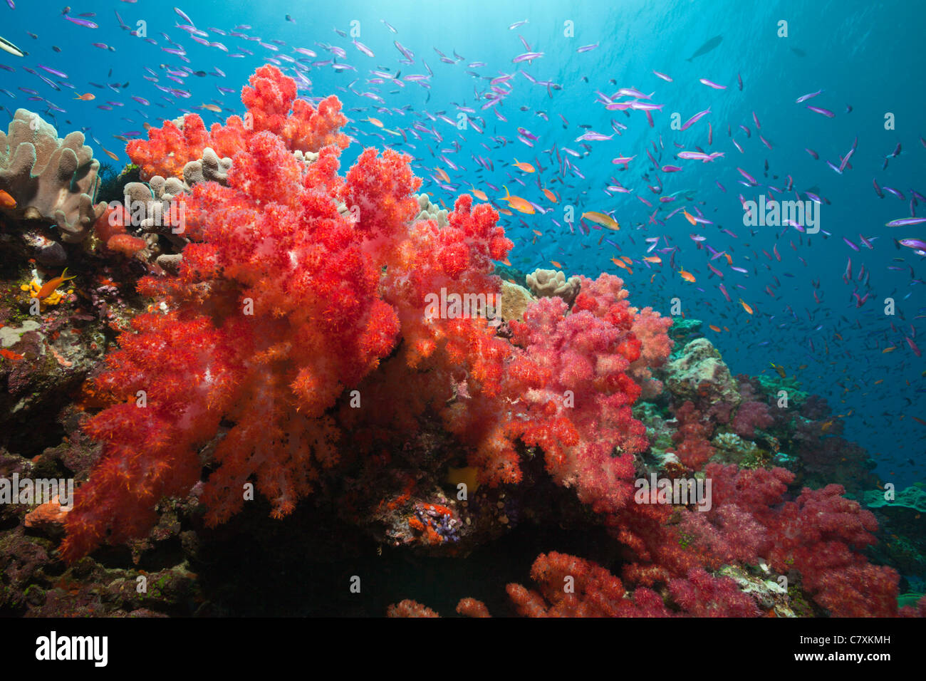 Le rouge corail mou, Dendronephthya sp., Makogai, Lomaviti, Fidji Banque D'Images