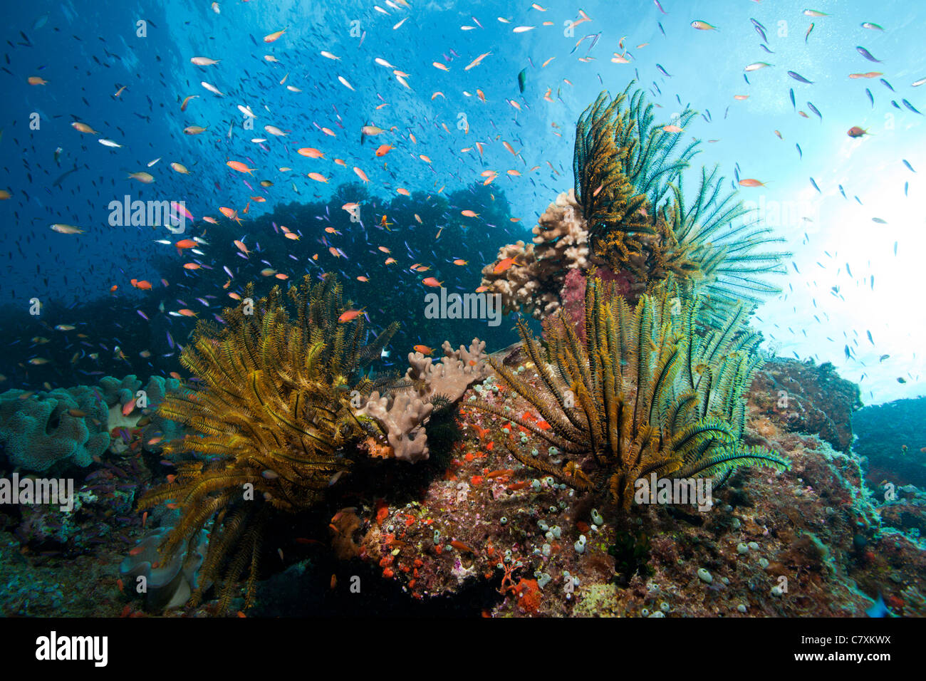 Les Crinoïdes dans les récifs coralliens, Namena Réserve Marine, Fidji Banque D'Images