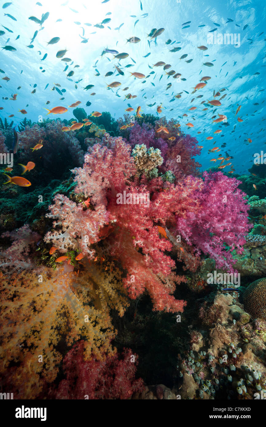 Les récifs coralliens colorés, Namena Réserve Marine, Fidji Banque D'Images