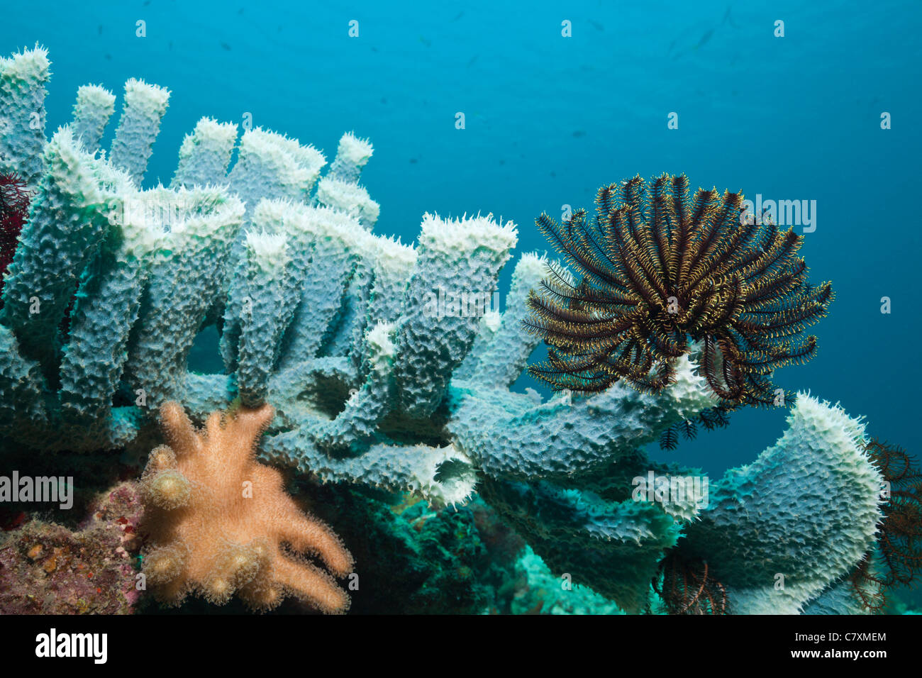 Les récifs coralliens, d'Éponges Tube bleu avec Callyspongia sp., Cenderawashi Bay, en Papouasie occidentale, en Indonésie Banque D'Images