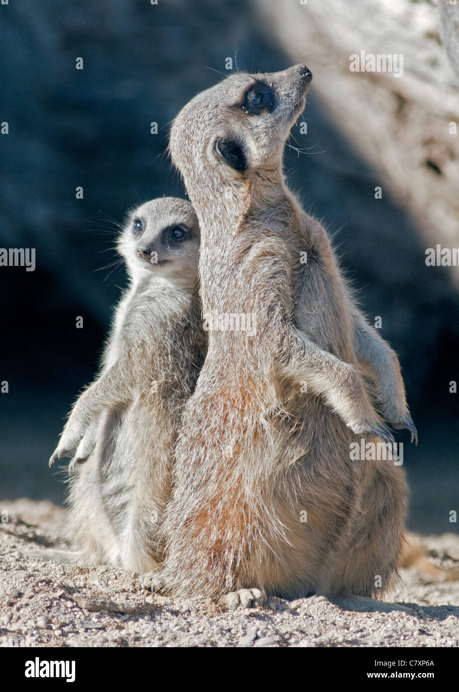 Queue mince Meerkat (Suricata suricatta) juvéniles et adultes Banque D'Images