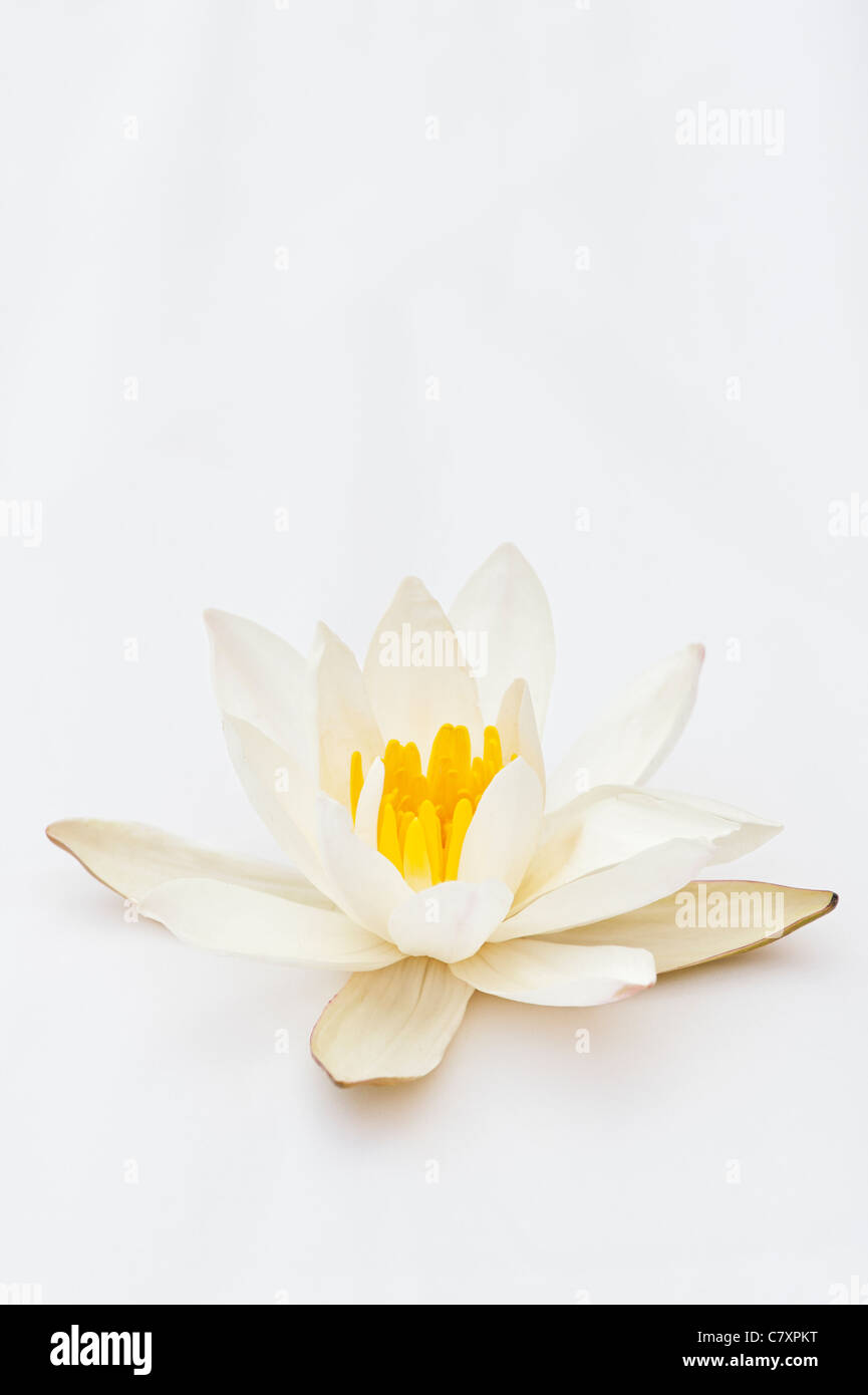 Nymphaea alba. Lotus blanc ou Eurpoean nénuphar blanc sur fond blanc. L'Inde Banque D'Images