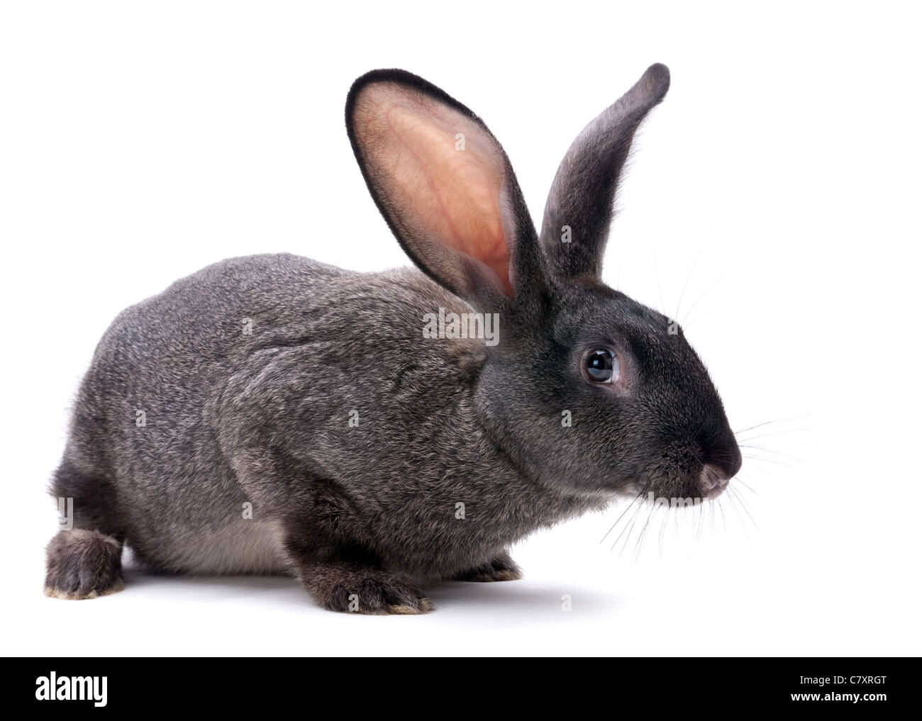 Gros plan d'animaux d'élevage de lapin sur fond blanc Banque D'Images