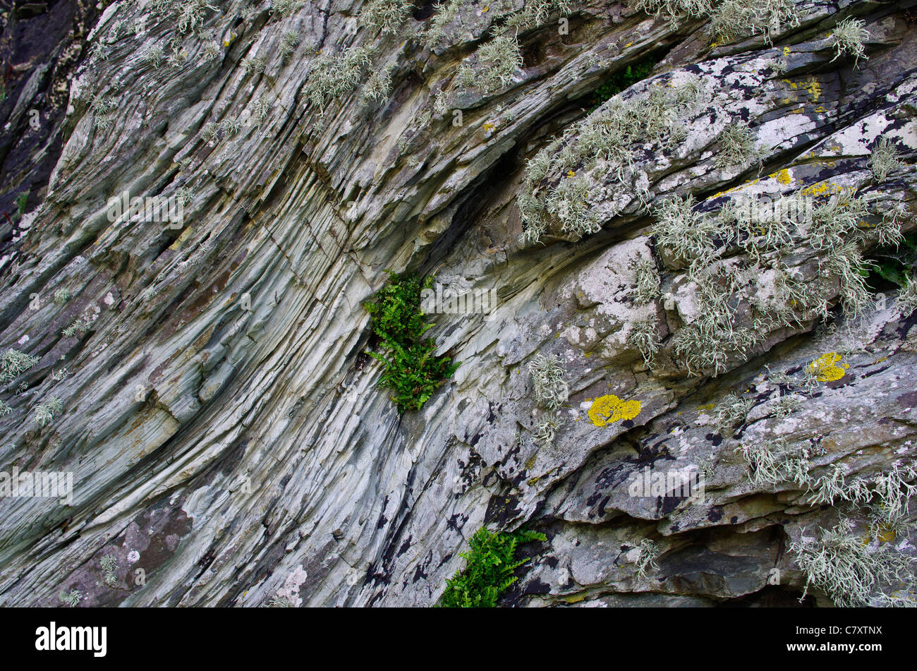 Lits de South Stack, roches sédimentaires anciennes falaises formant près de Holyhead. Les strates refoulées par pression peut être clairement vu. Banque D'Images