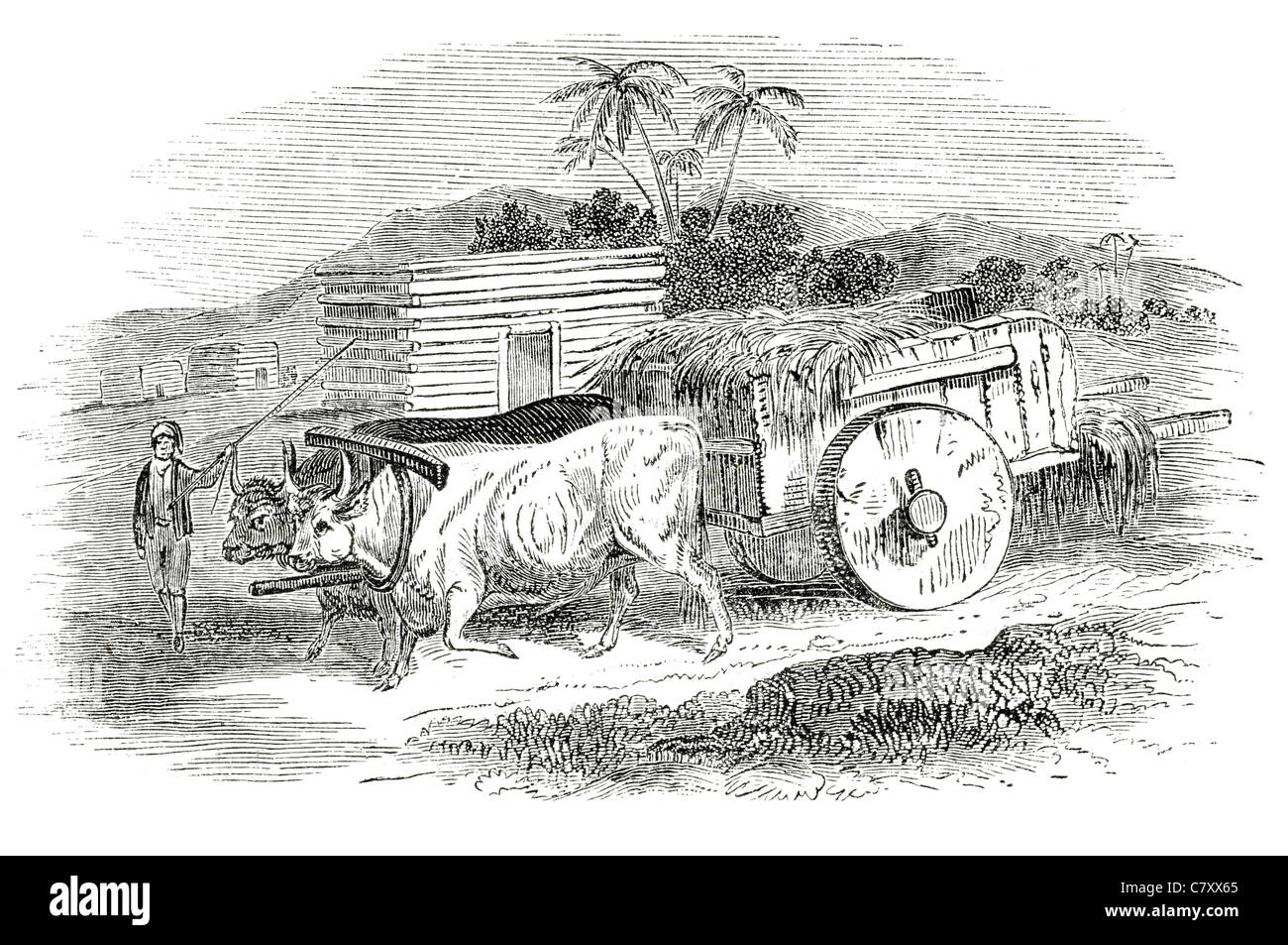 République moderne panier chariots de transport chariot boeufs Ox balle roue ancien whip de paille Banque D'Images