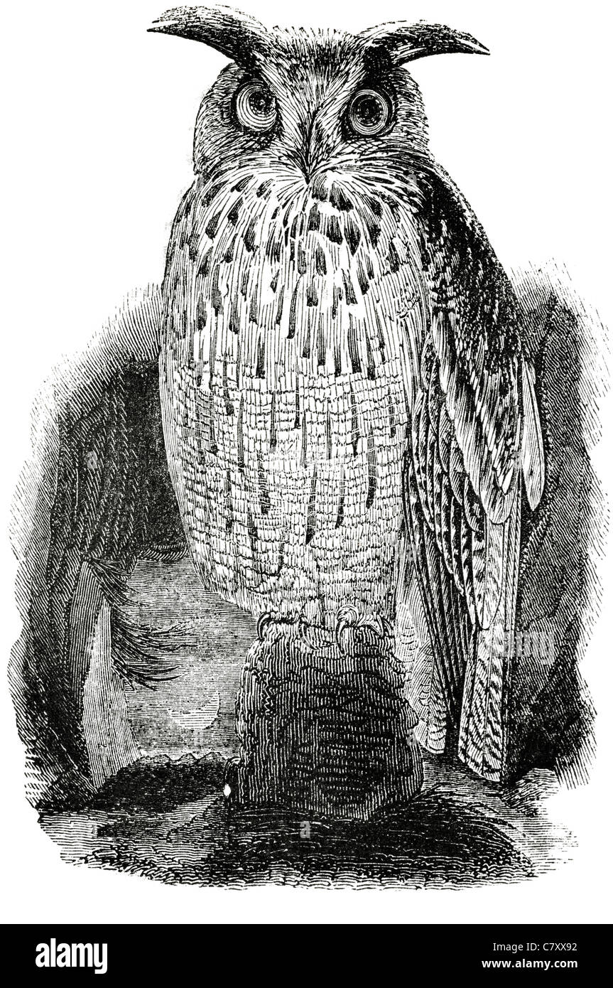 Le petit-duc maculé Megascops hiboux Strigidae Otus polymorphes camouflage predator chasseur nocturne des animaux d'oiseaux de proie Banque D'Images