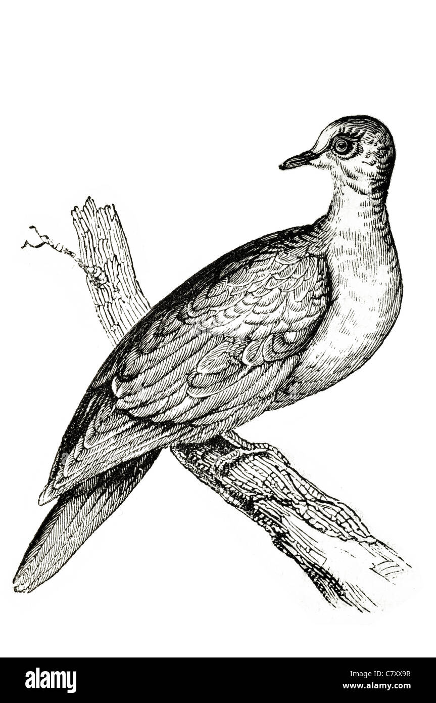 Les pigeons oiseaux Columbiformes Columbidae Tourterelle pigeon colombe plumage ornithologique bec perché la perche Banque D'Images