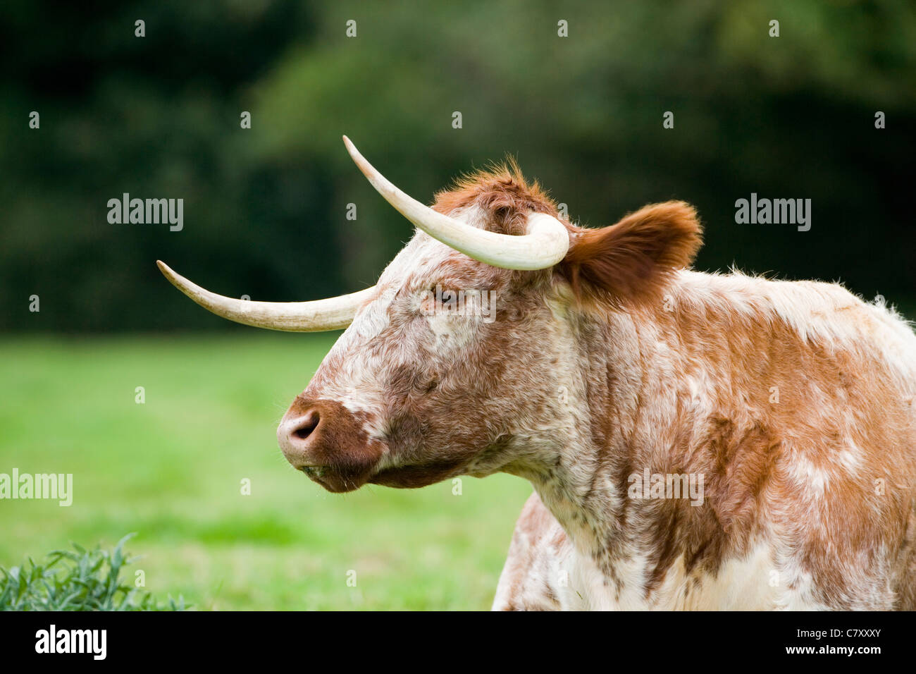 Longicorne vache. Banque D'Images