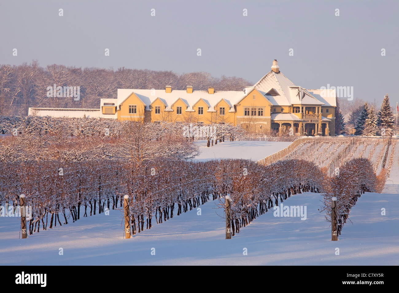 Canada,Ontario,Niagara-on-the-Lake, Peller Estate Winery en hiver, des rangées de vignes sous la neige fraîche du matin. Banque D'Images