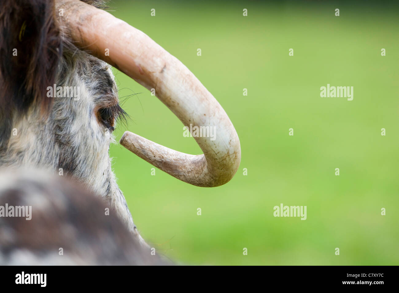 Longicorne vache. Banque D'Images