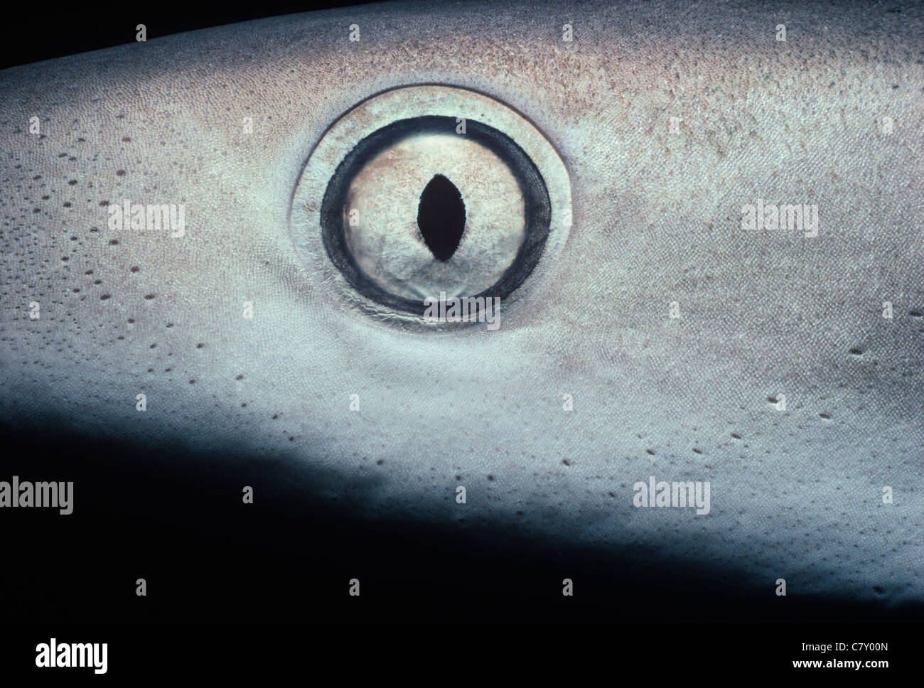 Oeil de Requin citron (Negaprion brevirostris), Bimini, Bahamas - Mer des Caraïbes Banque D'Images