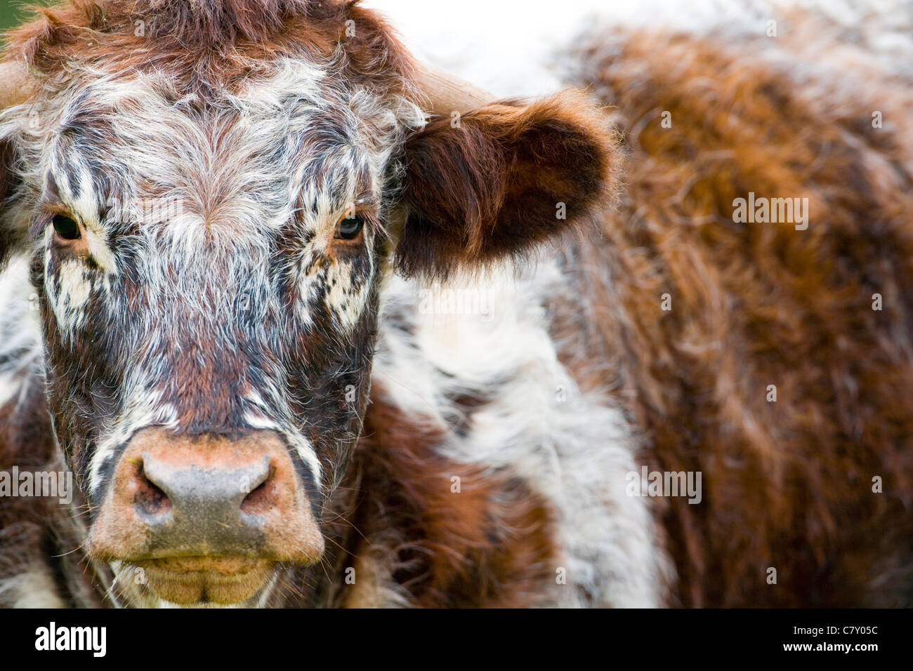 Longicorne vache. Banque D'Images