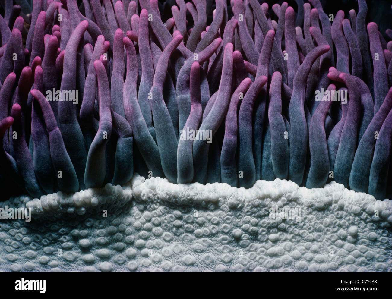 Tentacules d'une anémone de mer géantes (Condylactis gigantea). Palau, Micronésie - Ouest de l'Océan Pacifique Banque D'Images