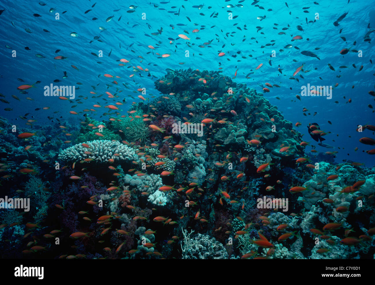 роль водных экосистем
