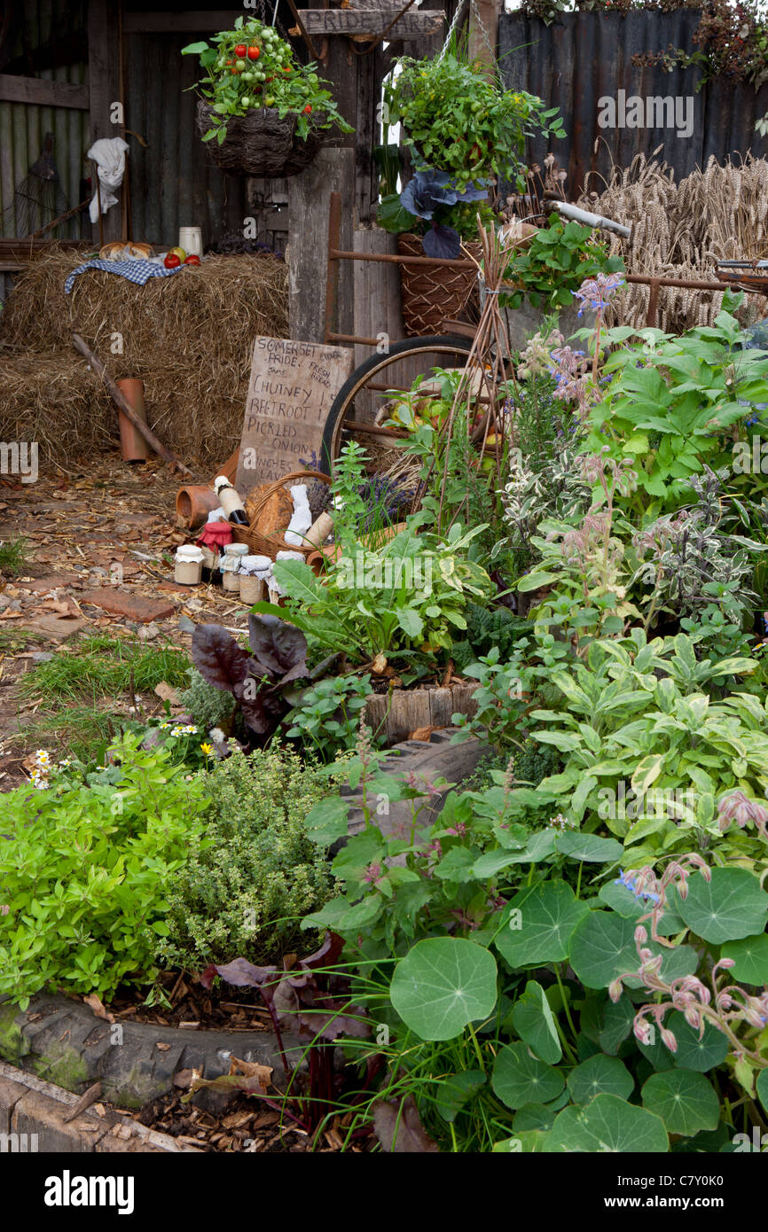 Herbes biologiques poussant dans les pneus de voiture surélevés lits dans la vieille ferme avec des tomates poussant dans des paniers suspendus Royaume-Uni Angleterre Malvern Spring Show Banque D'Images