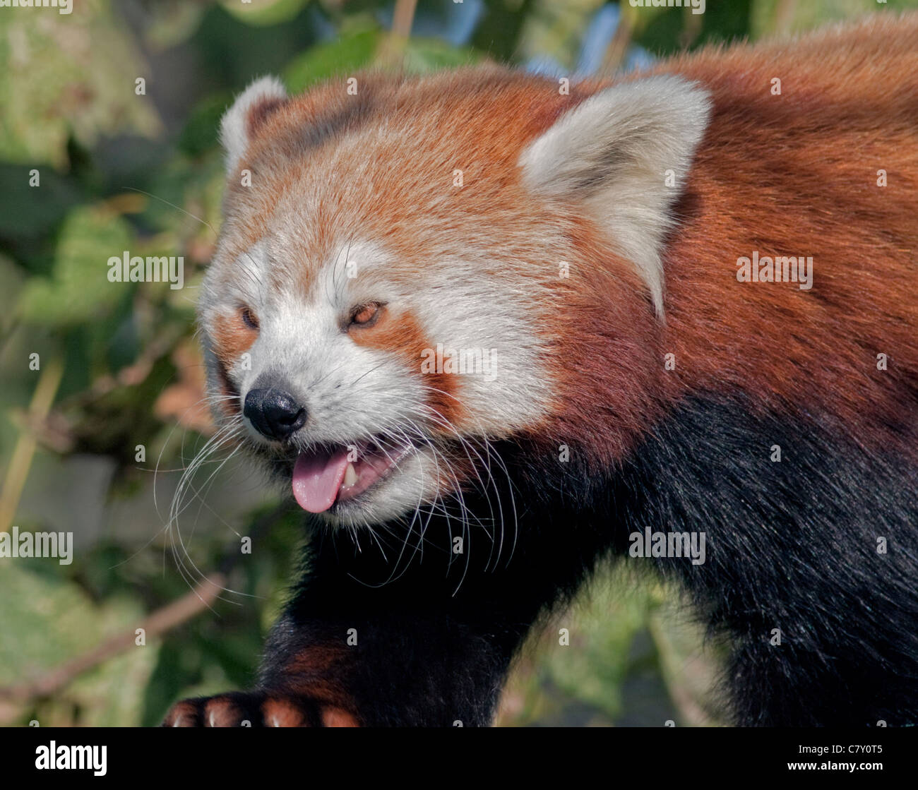 Le panda rouge (Ailurus fulgens) Banque D'Images