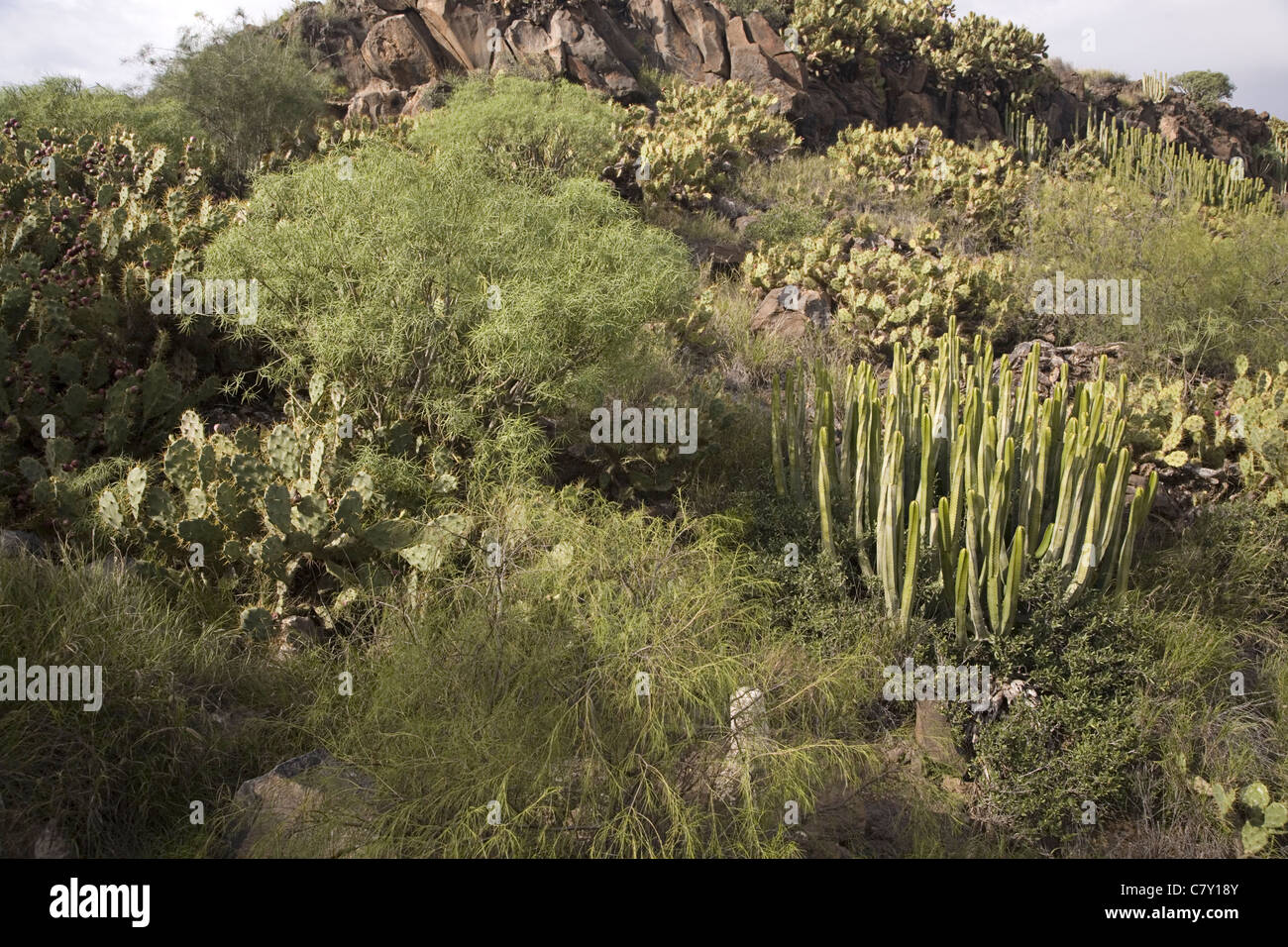 La végétation désertique semi avec o.a. Le figuier de Barbarie et de l'Euphorbe ésule Canary Island près de Adeje, Tenerife, Canaries, Espagne Banque D'Images