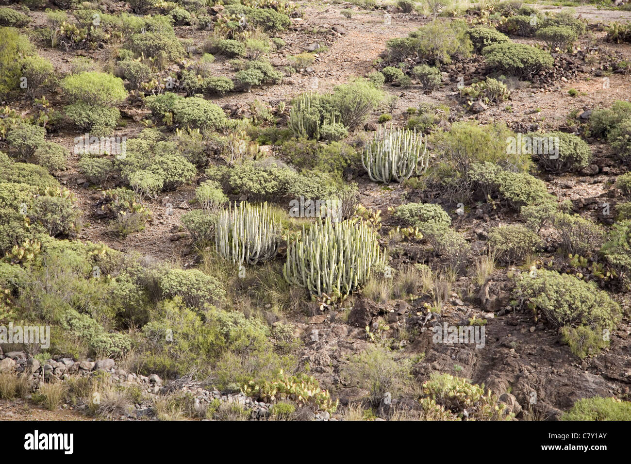 La végétation semi désert avec quelques espèces d'Euphorbia près de Adeje, Tenerife, Canaries, Espagne Banque D'Images