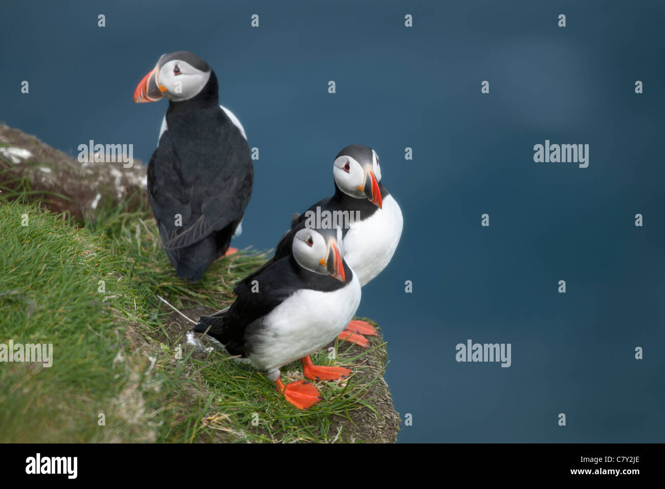 Macareux moine ou macareux moine, Fratercula arctica commun on Mykines, Faroe Islands Banque D'Images