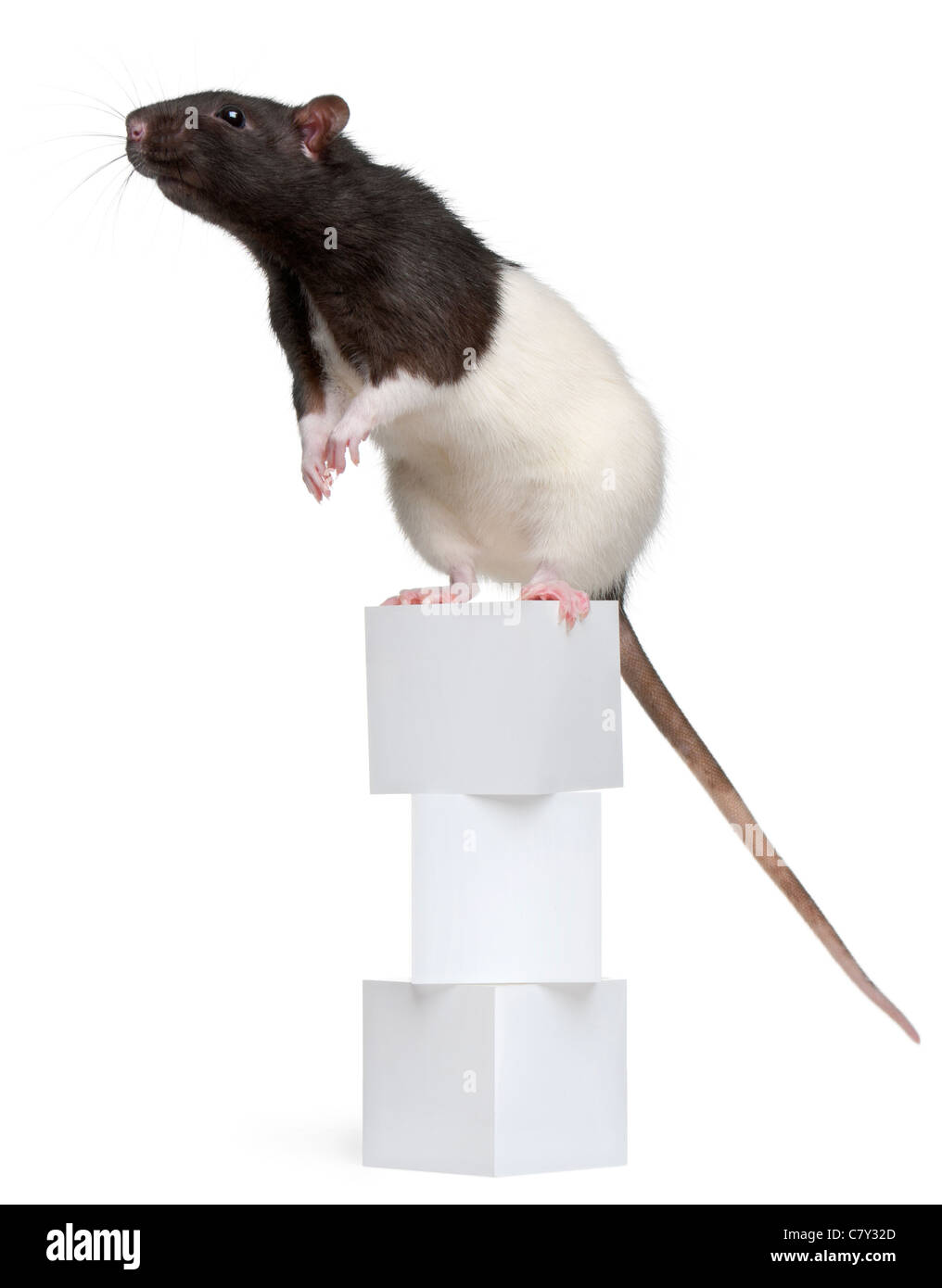 Rat de fantaisie, 1 ans, debout sur des blocs in front of white background Banque D'Images