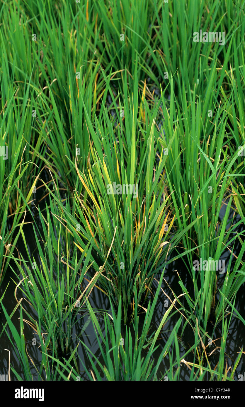 Décoloration sur les plants de riz infectées par le virus tungro Banque D'Images