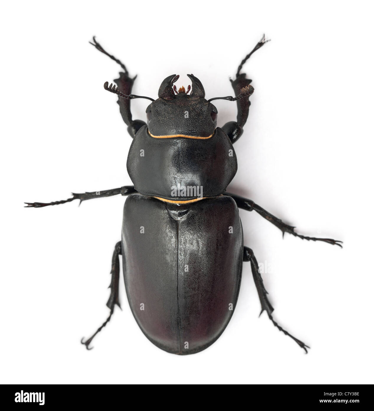 Femme Lucanus cervus, une espèce de stag beetle, in front of white background Banque D'Images