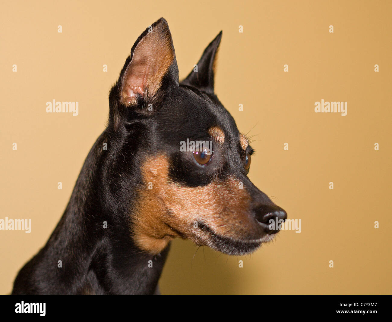 Portrait d'un chien pinscher nain Banque D'Images