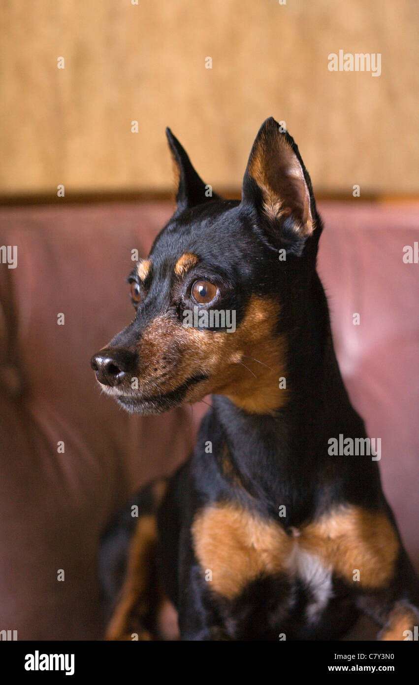 Portrait d'un chien pinscher nain Banque D'Images