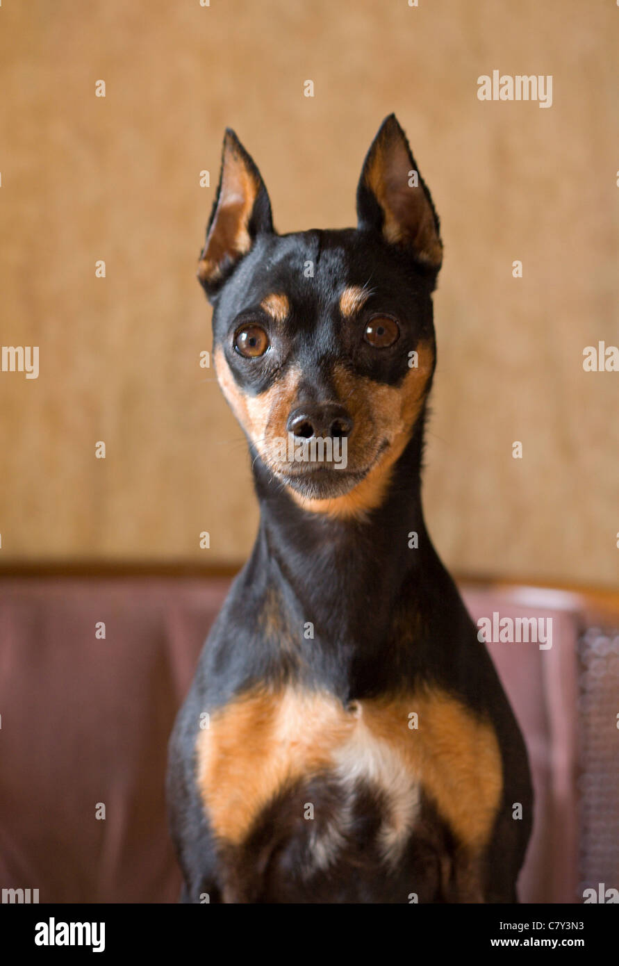 Portrait d'un chien pinscher nain Banque D'Images