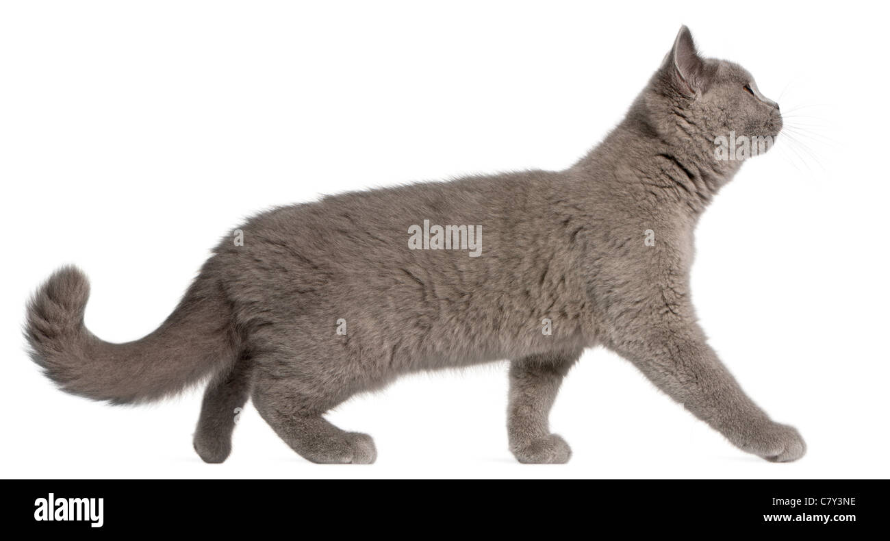 British Shorthair chaton, 3 mois, marche à pied in front of white background Banque D'Images