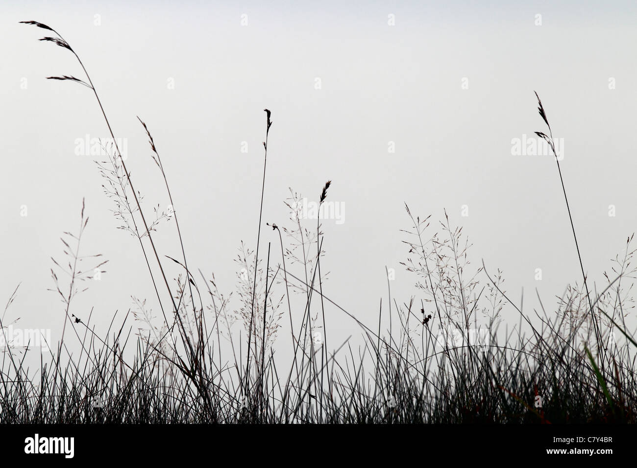 Brins d'herbe contre le brouillard sur le rivage, Downeast Maine Banque D'Images