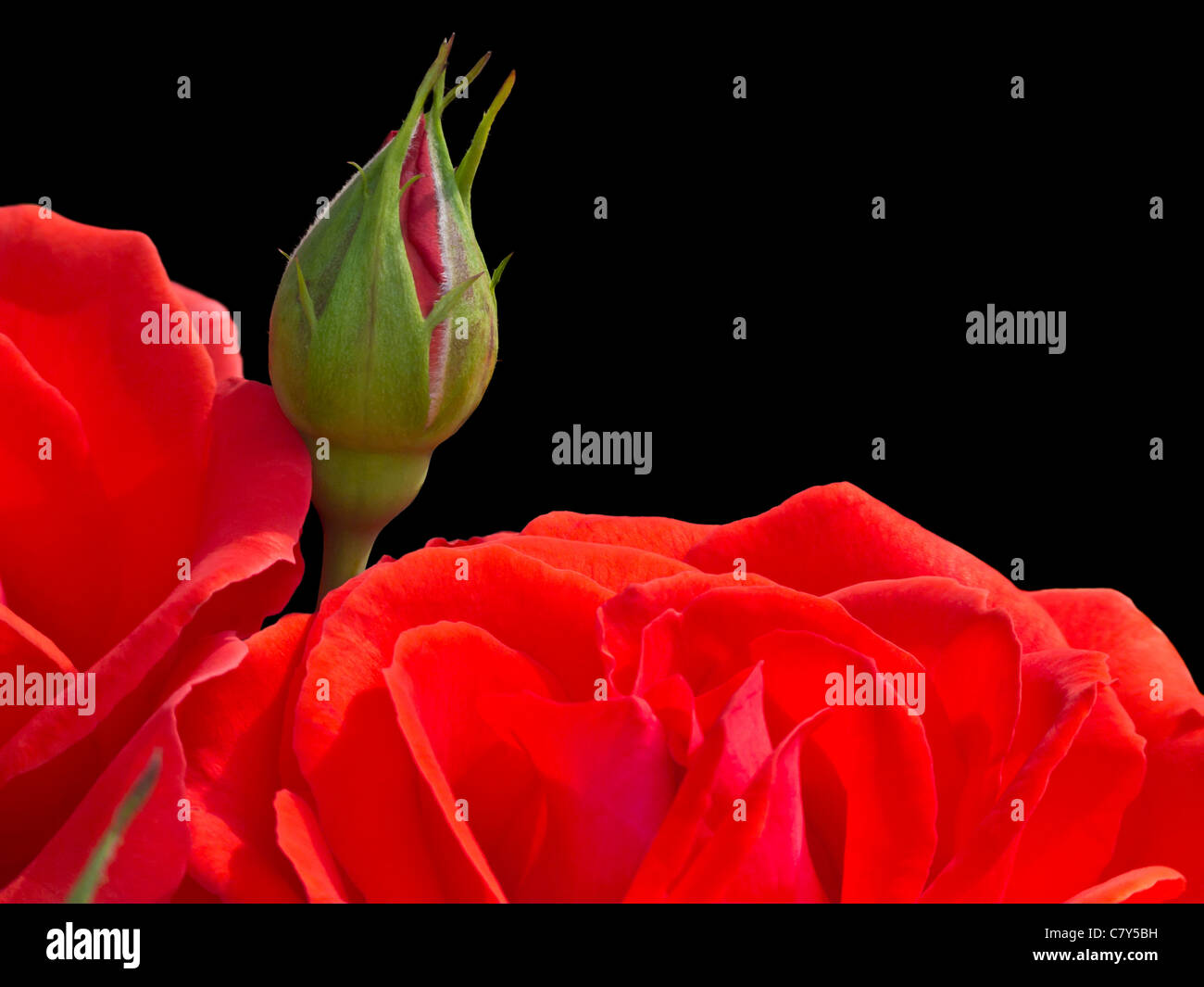 Bouton de Rose rouge sur fond noir Banque D'Images