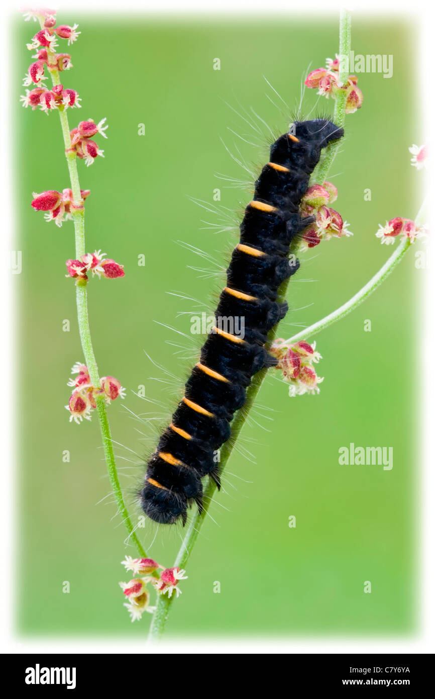 Fox Moth caterpillar reposant sur l'oseille de brebis Banque D'Images