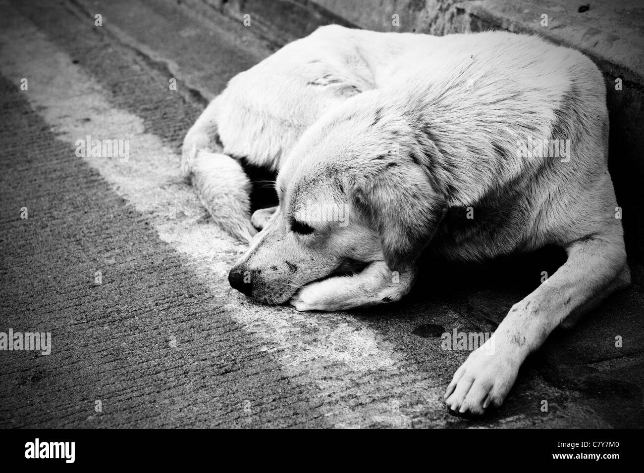Chien errant sans domicile pose en voirie urbaine. Image en noir et blanc. Banque D'Images