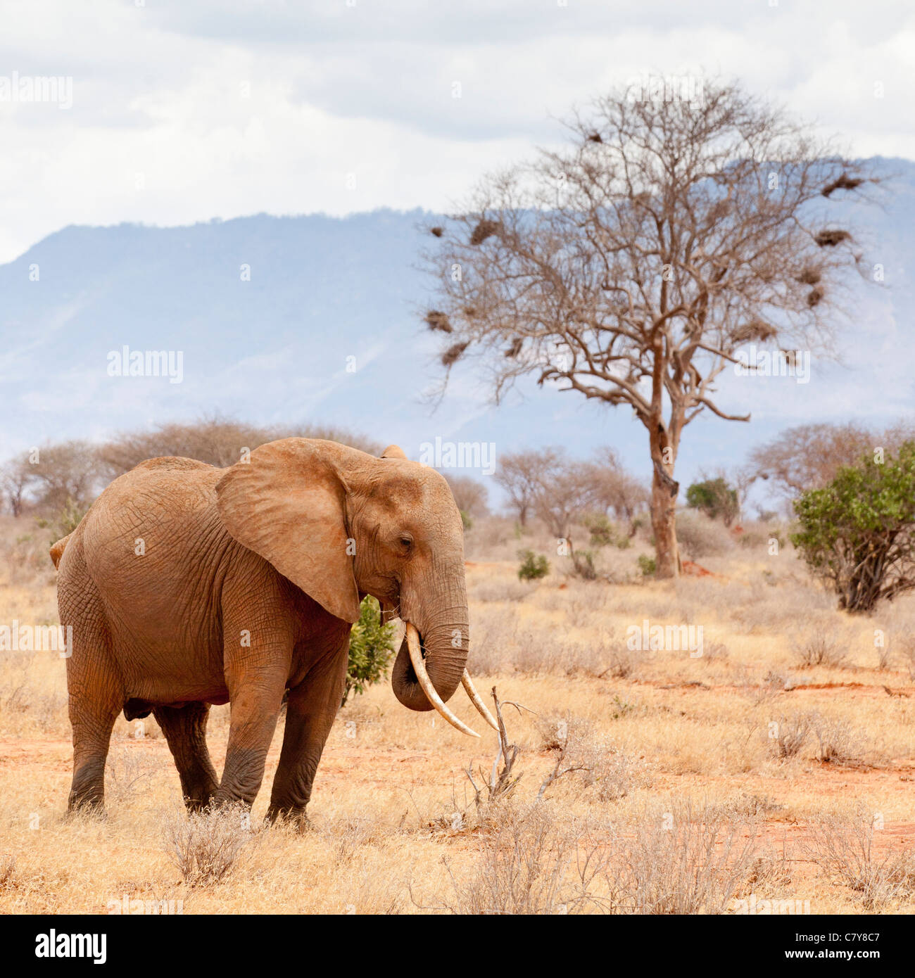 Un éléphant solitaire, l'Est de Tsavo National Park, Kenya Banque D'Images