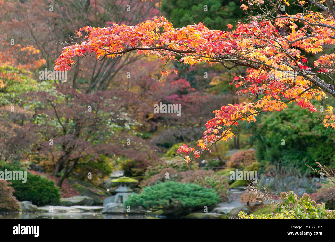 Arbre d'érable avec la couleur de l'automne dans le jardin japonais du parc arboretum de Washington à Seattle, Washington. Banque D'Images